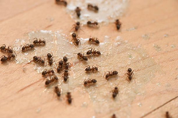 Best Emergency Pest Control  in Berwyn Heights, MD